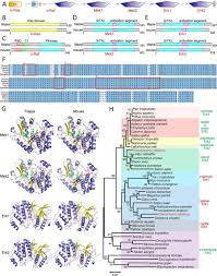 The brain vesicle of the ascidian larva is derived from 18 neural plate cells . The Evolutionarily Conserved Mapk Erk Signaling Promotes Ancestral T Cell Immunity In Fish Via C Myc Mediated Glycolysis Journal Of Biological Chemistry