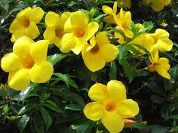Image result for allamanda cathartica