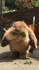 Most Followed People On Instagram View Photos Videos And Stories In 2020 Cute Little Animals Cute Baby Animals Cute Baby Bunnies