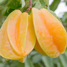 Image result for Averrhoa carambola