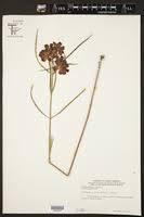 Image result for Glossostelma spathulatum