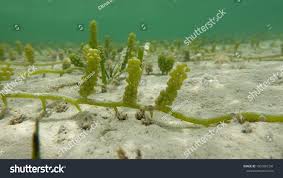 Image result for Thalassodendron ciliatum