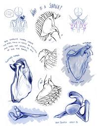 Pin On Human Anatomy And Structures