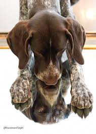 From Branston Twiglet Pointers German Shorthaired Pointer Dog German Shorthaired Pointer Pointer Dog