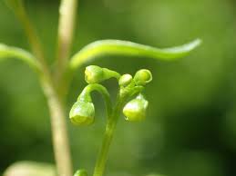 Image result for Montia