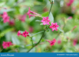 Image result for Jasminum beesianum