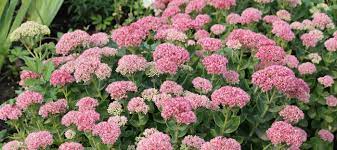 We did not find results for: 10 Drought Tolerant Plants To Include In Your Garden Dave S Garden