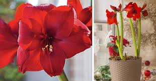 We did not find results for: Mother Nature How To Force Amaryllis