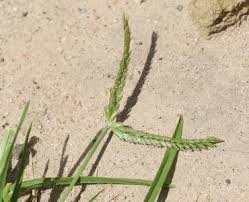 Image result for Eleusine africana