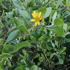 Image result for Chrysanthemoides monilifera