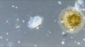 An organism is a single individual, or being. Yep9 5laspfe M