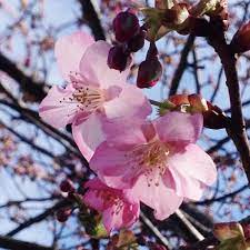 hana on twitter flowers plants spring