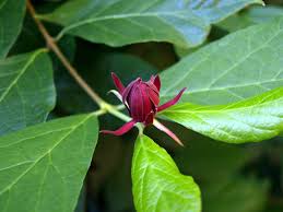 Read reviews for celebrate it™ occasions™ decorative rose petals. Sweetshrub Home Garden Information Center