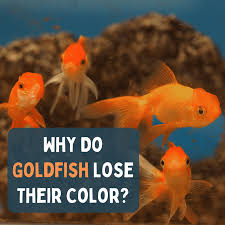 Maybe you would like to learn more about one of these? Why Do Goldfish Change Color Or Turn White Pethelpful