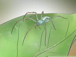 Brown recluses are found in a few areas of north america, and funnels webs are located on the australian continent in fairly defined areas. How To Identify The Most Common North American Spider Species