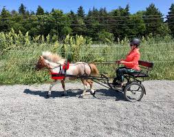 Miniature horses were first bred in europe around the 1600s and few decades there after, they were seen as pets of nobility. Cute Little Boots Cavallo S Miniature Horse Hoof Boot
