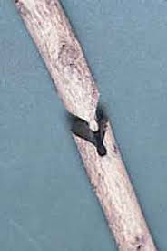 Image result for graft grape vines