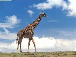 Molti chiamano anche il verso della tigre ruggito, ma in realtà questo animale bruisce, cioè emette un suono più vibrato. Suono Della Giraffa Suono Di Animali Youtube