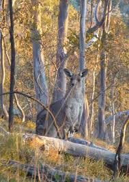 Wild Kangaroo On Mount Ainslie Australian Fauna Australia Australia Travel