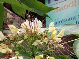 Image result for Crateva