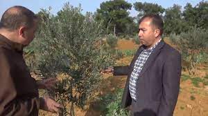 Bir dekara kaç fidan dikilir? Antalya Aksu Gemlik Zeytin Fidani Dikimi Toprak Solucani Zeytin Guvesi Youtube