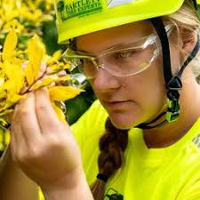 BARTLETT TREE EXPERTS
