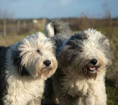 Ingiliz Coban Kopegi Bobtail In 2020 Old English Sheepdog English Sheepdog Sheepdog