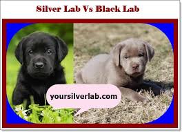 We did not find results for: Silver Lab Vs Black Lab History Traits Genetics And Trends In 2021