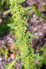 Image result for Centemopsis