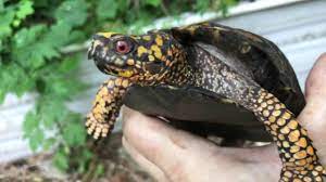 Threatened by habitat destruction and crossing roads moving from summer to winter. Male Or Female Eastern Box Turtle Youtube