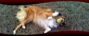 All pets medical & laser surgical center has around 10 highly educated team members. Aggieland Animal Health Center College Station Tx