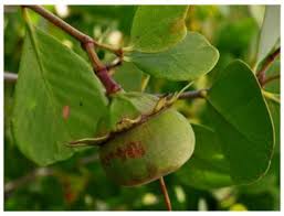 Image result for Sonneratia alba