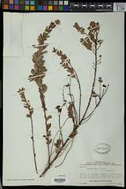 Image result for Clutia paxii