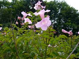 Image result for Podranea