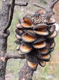 Banksia Serata cone (1) | Australian Plants Society