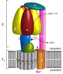 Atp synthase is an enzyme that plays a vital role in the addition of a phosphate to adp, or adenosine diphosphate, to form atp, or adenosine triphosphate. Cryo Em Structures Of The Autoinhibited E Coli Atp Synthase In Three Rotational States Elife