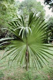 Image result for Borassus