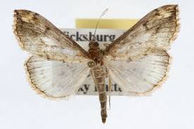 Cabbage looper moth, trichoplusia ni. Nature S Turn Unwelcome Cabbage White Butterflies And Dreaded Cross Striped Cabbage Moths The Berkshire Edge