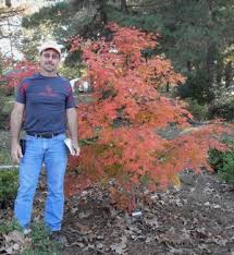 Acer palmatum ruby stars also known as beni hoshi has bright red leaves in the spring that change to green in the summer with the second flush opening deep red over a dark green background. Japanese Maple Hardiness Zone Chart