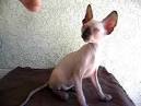 Seal point (With images) | Sphynx cat, Cats and kittens ...