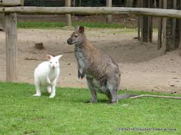 Ce kangourou en colère veut rentrer dans une maison. Amneville 57 Parc Zoologique Zoologique Parc Zoologique Kangourou