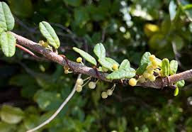 Image result for Otholobium foliosum