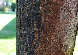 Check spelling or type a new query. Stories Just Small Trees Llc