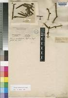 Image result for Viscum combreticola