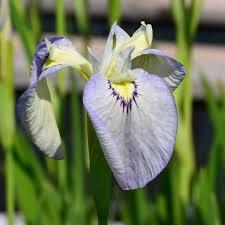 I fiori sono bianchi con il centro giallo, simili alle margherite, e comprendono un gran numero di petali e stami. Iris Palustri Iris Pseudata Tsukiyono Arborea Farm S S Soc Agr