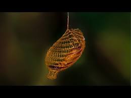 Open Weave Moth Cocoon So Cool Moth Cocoon Nature 3d Moth