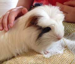 Self crested guinea pigs have a crest the same colour as their body colour, whereas american crested have a crest that is a different colour to their body colour, commonly a white crest on a solid coloured body. Crested For Sale Guinea Pigs Breed Information Omlet