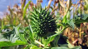 Image result for durman obecný plod