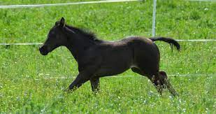 Hope on the other hand had to carry an underperforming. Geplante Bedeckungen 2018 2019 Jm Quarterhorses Webseite