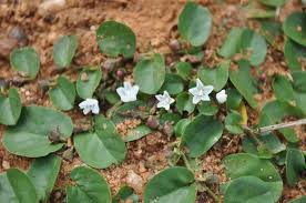 Image result for Evolvulus nummularius